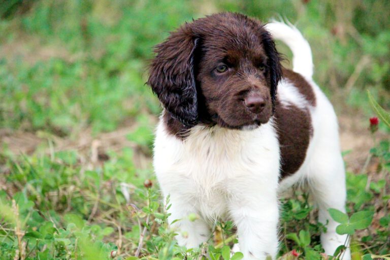 Kleine Münsterländer Welpen