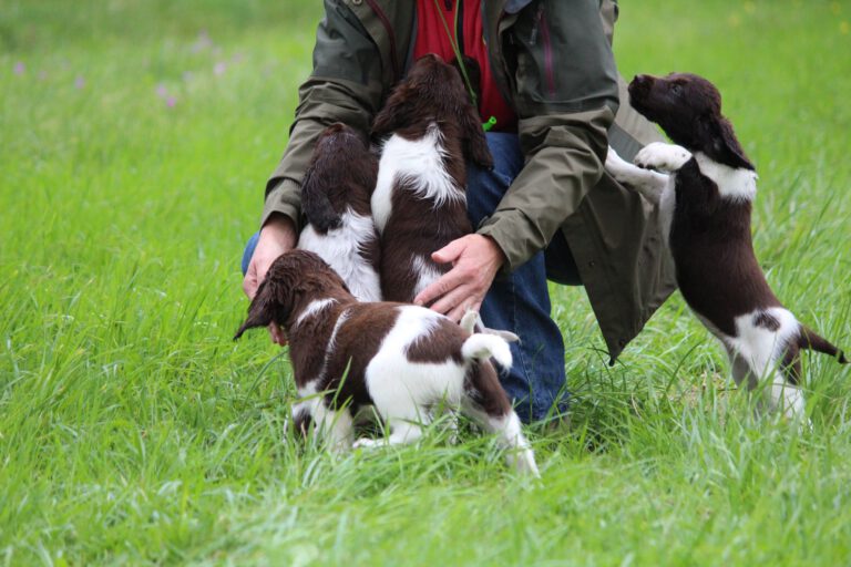 Kleine Münsterländer Welpen