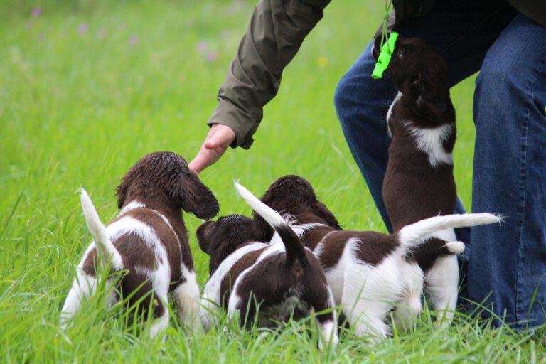 Münsterländer Welpen vom Steinriegel