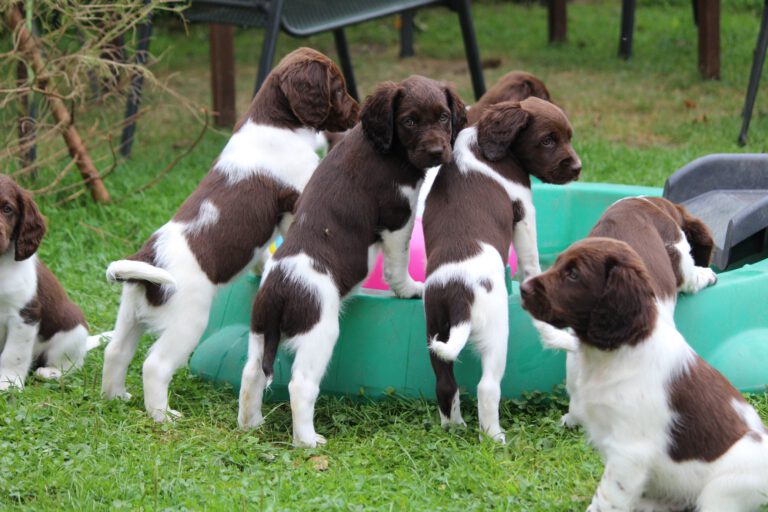 Kleine Münsterländer