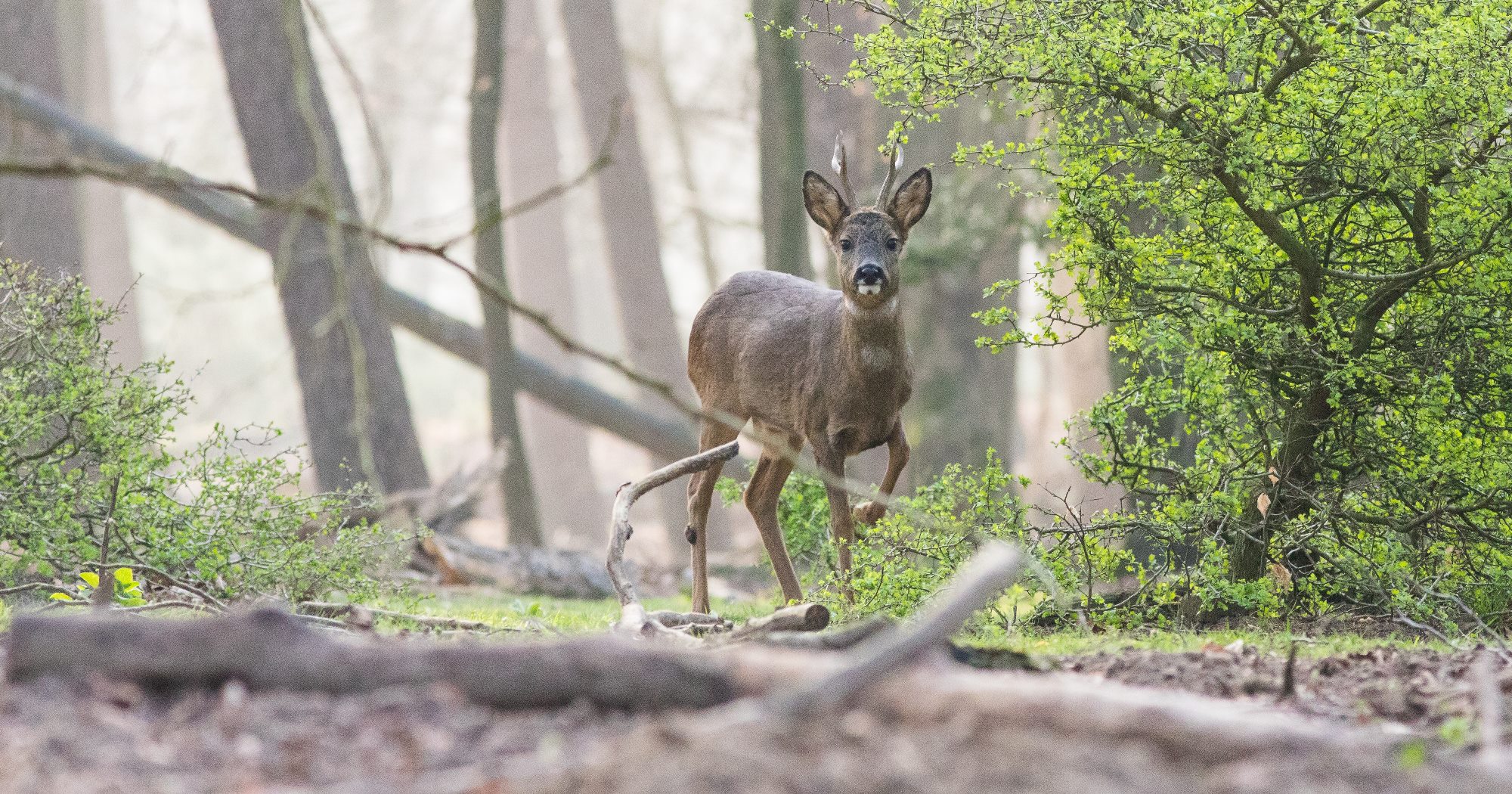 Frisches Wildbret kaufen